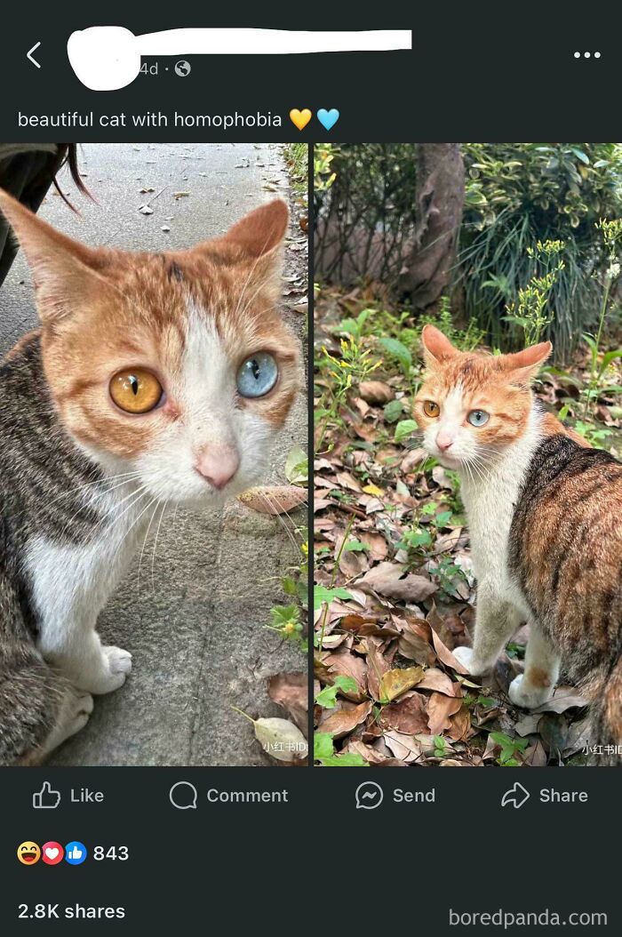 Cat with mismatched eyes sitting and standing outdoors, one yellow and one blue eye in a funny and awkward moment attempt