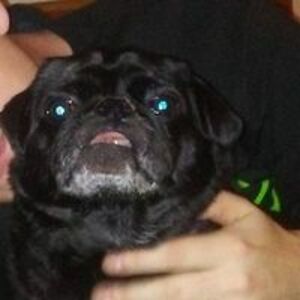 agonyscenegirl avatar