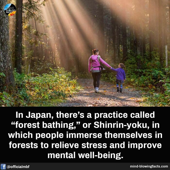 A woman and child walking in a sunlit forest path illustrating mind-blowing facts about forest bathing and mental well-being.