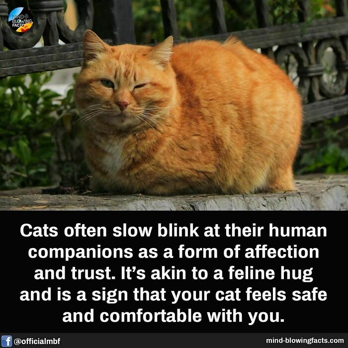 Orange cat resting near a fence with mind-blowing facts about cat behavior and signs of feline affection and trust.