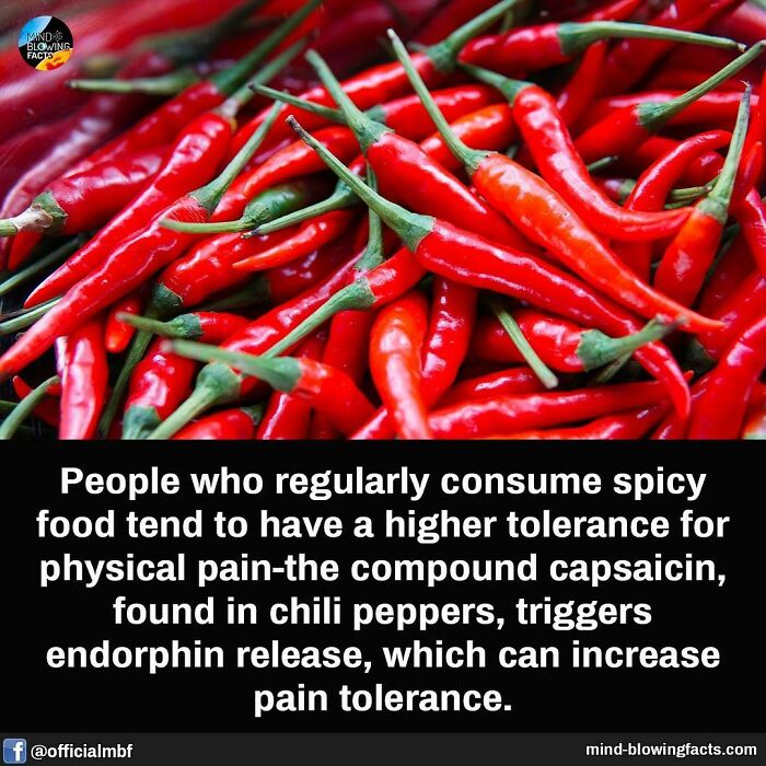 Close-up of red chili peppers with a fact about capsaicin increasing pain tolerance from mind-blowing facts.
