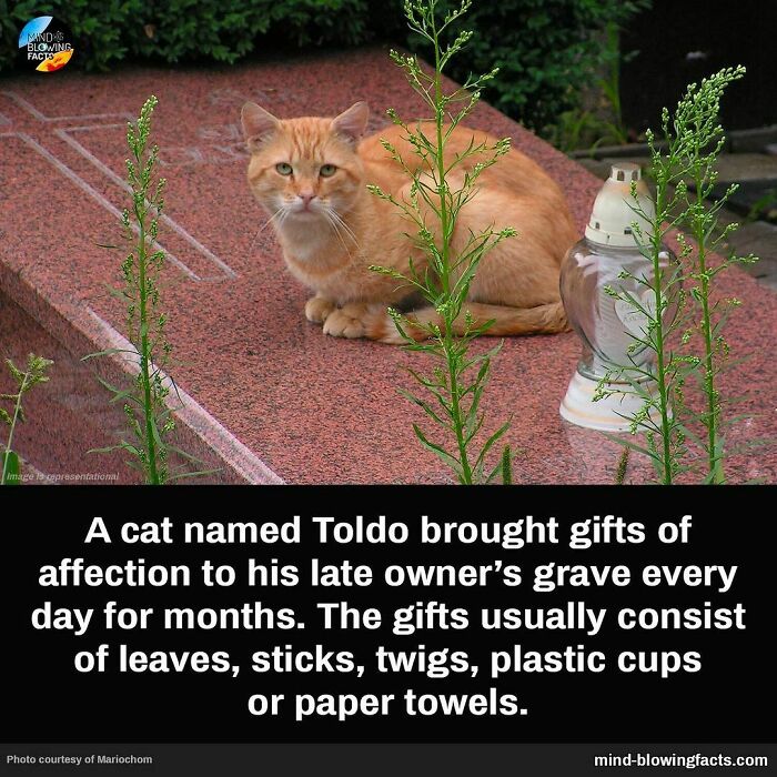 Ginger cat sitting on a grave, bringing gifts like leaves and sticks, showcasing mind-blowing facts of animal affection.