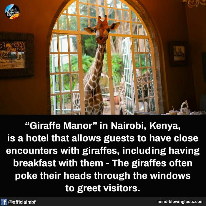 Giraffe Manor in Nairobi offers unique close encounters with giraffes, including breakfast visits through window greetings.