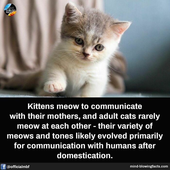 Close-up of a kitten with gray and white fur, illustrating mind-blowing facts about animal communication and domestication.
