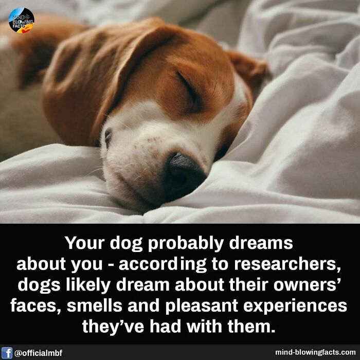 Sleeping dog with caption about dogs dreaming of their owners, illustrating mind-blowing facts about animal behavior.