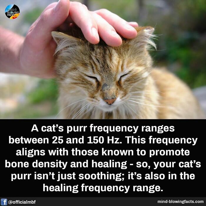 Cat being petted with a fact about purr frequency promoting bone density and healing in mind-blowing facts.