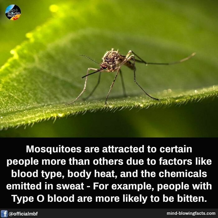 Close-up of a mosquito on a green leaf illustrating mind-blowing facts about mosquito attraction factors.