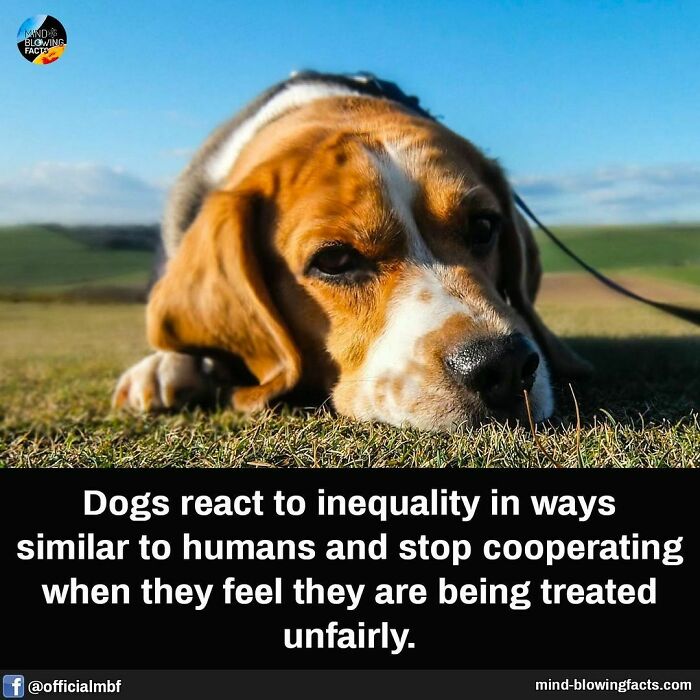 Beagle lying on grass illustrating mind-blowing facts about dogs reacting to inequality and unfair treatment.