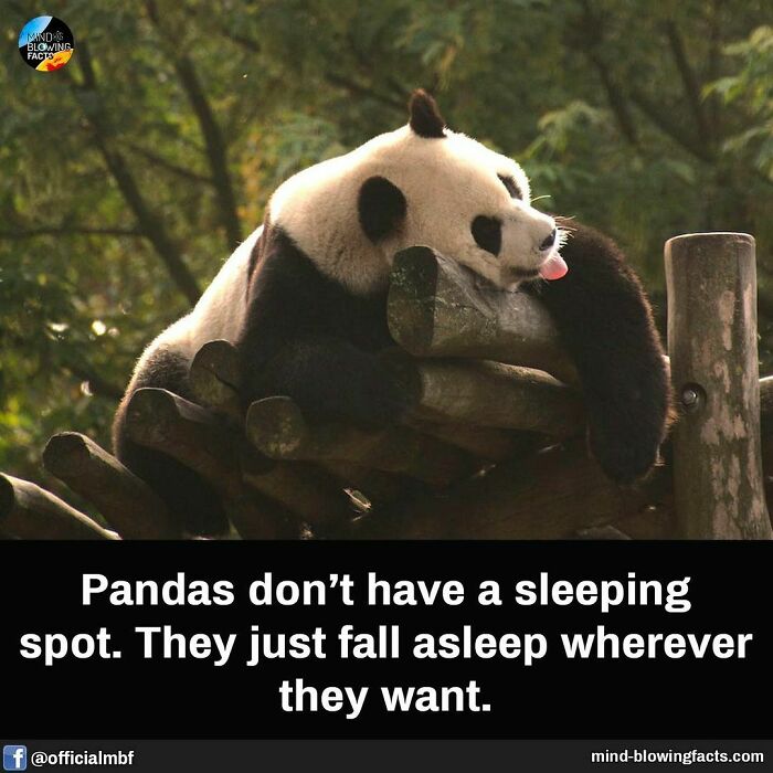 Panda resting on wooden logs highlighting mind-blowing facts about animal behavior and surprising natural habits.