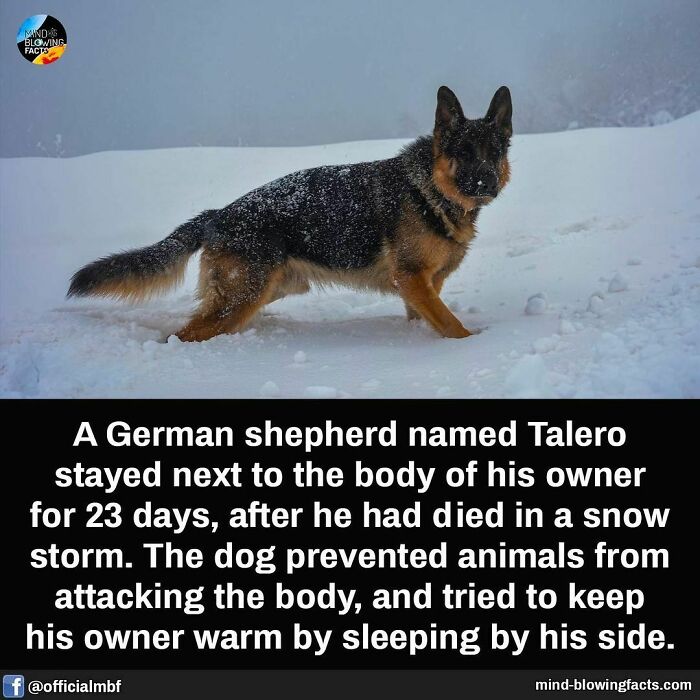 German shepherd in snow standing guard, showcasing loyalty and protection in a mind-blowing facts story.