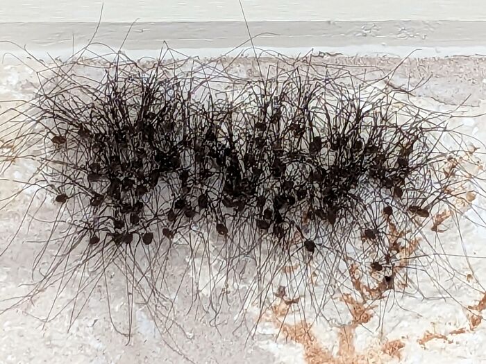 Arañas de fiesta en mi porche