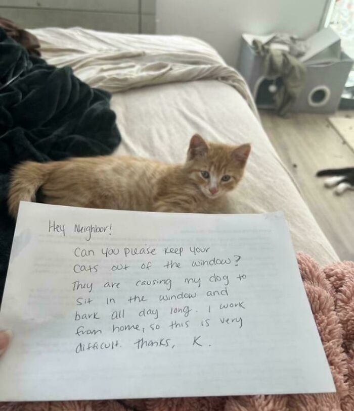 She Can’t Keep Her Pet Away From The Window But Expects For You To?