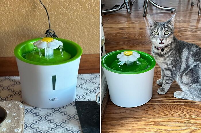 Cat next to a flower-shaped water fountain, one of the genius Amazon finds that solves everyday pet problems.
