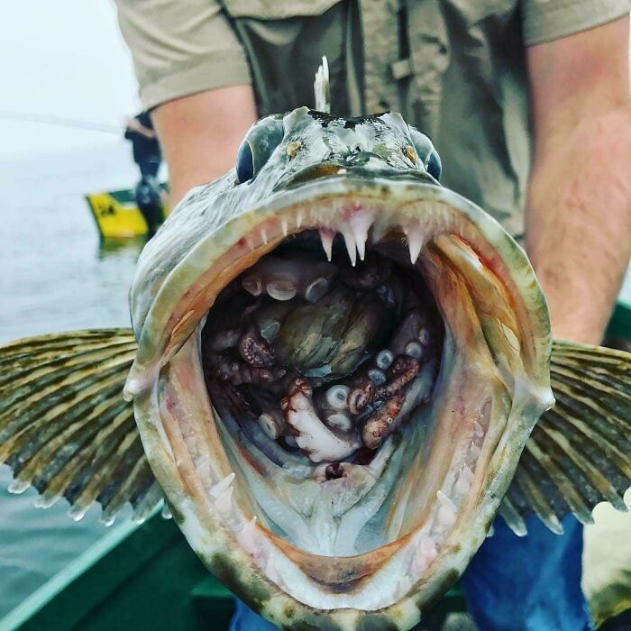Someone In Oregon Caught This Ling Cod, Complete With A 'Belly Full' Of Octopus