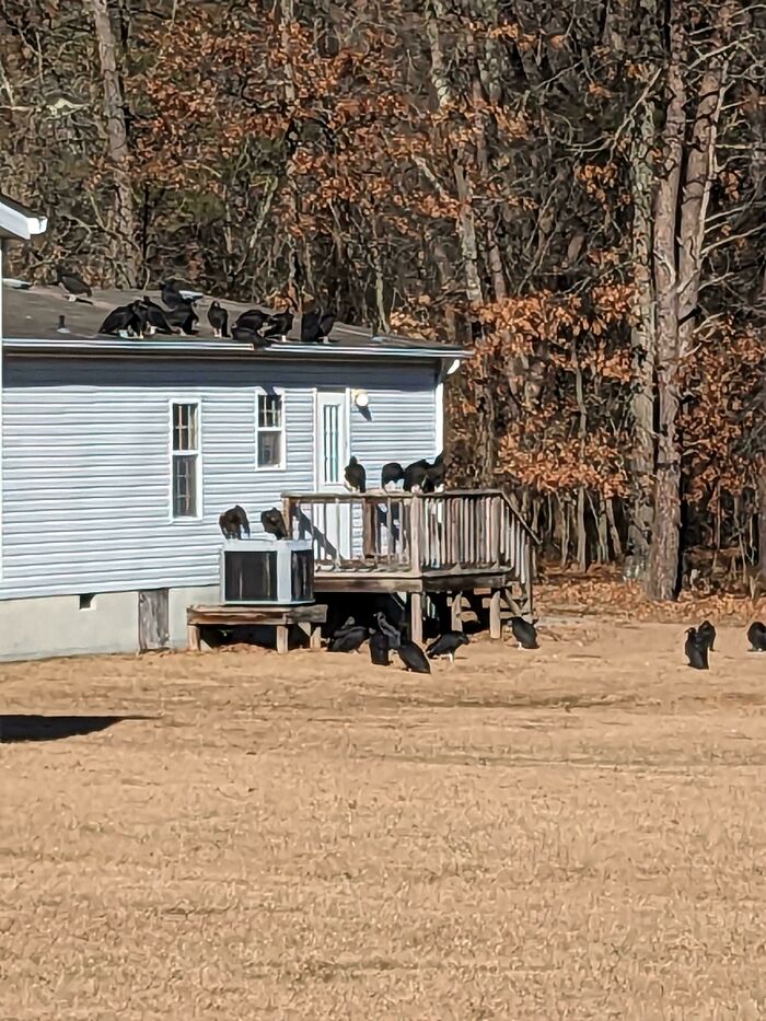 Saw A Ton Of Vultures On A House Today. I'm Not Sure What This Implies. Google Says Either A Gas Leak Or A Body
