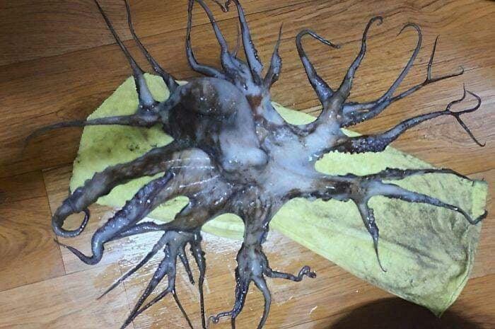 An Octopus With 32 Tentacles That Was Found In The Waters Of South Korea