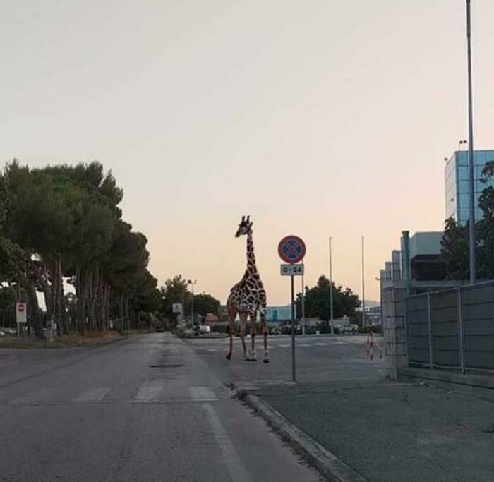 Giraffe Escaped From Zoo In Italy
