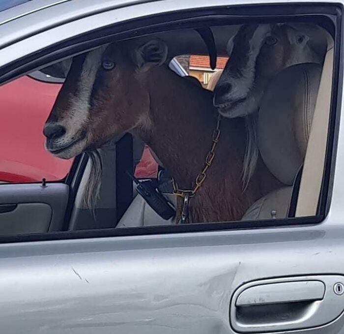 Who Brings Their Goats To The Supermarket With Them?