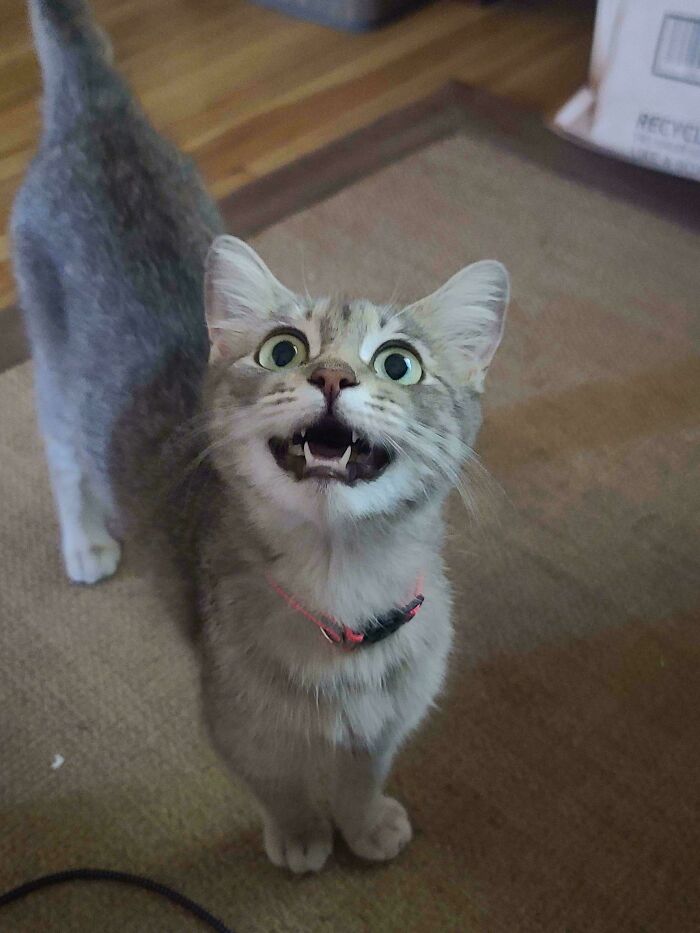 Gray cat with mouth open, displaying classic feline drama queen behavior.