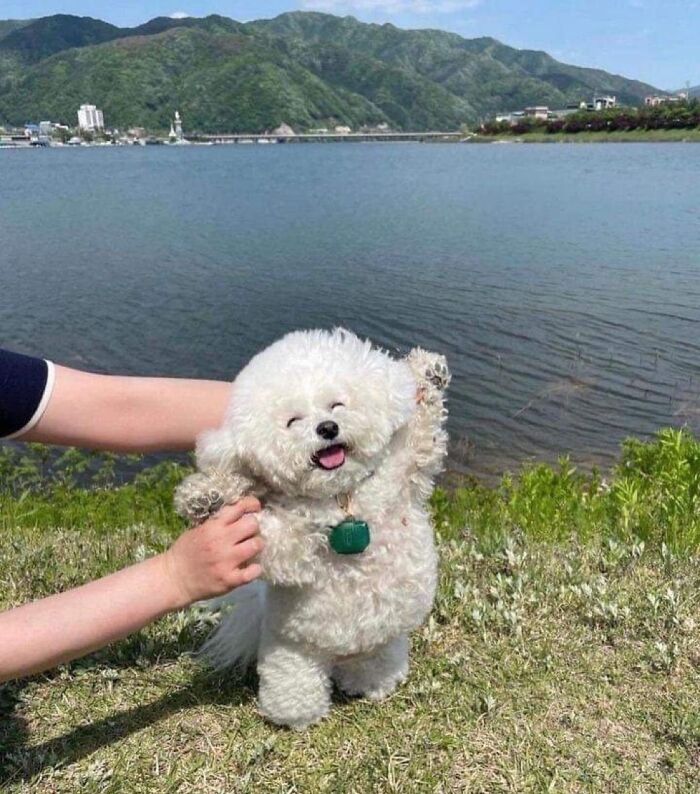 Pup Living His Best Life