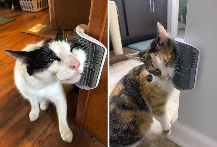 Cats enjoying self-groomer brushes attached to walls, demonstrating genius problem-solving Amazon finds.