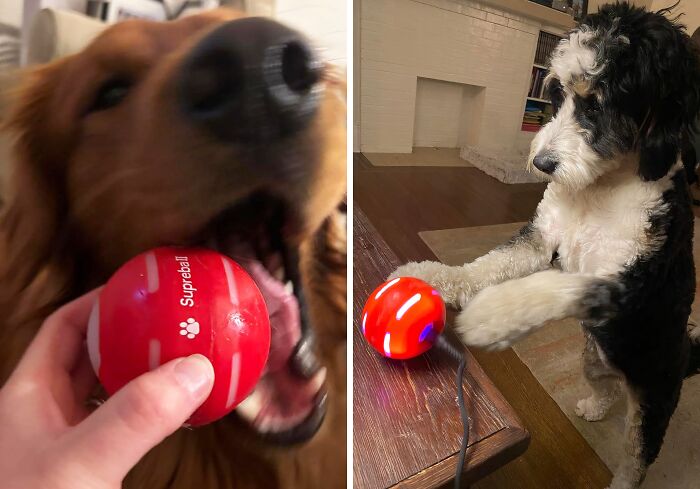 Let The Good Times Roll With The Motion Activated Dog Ball 