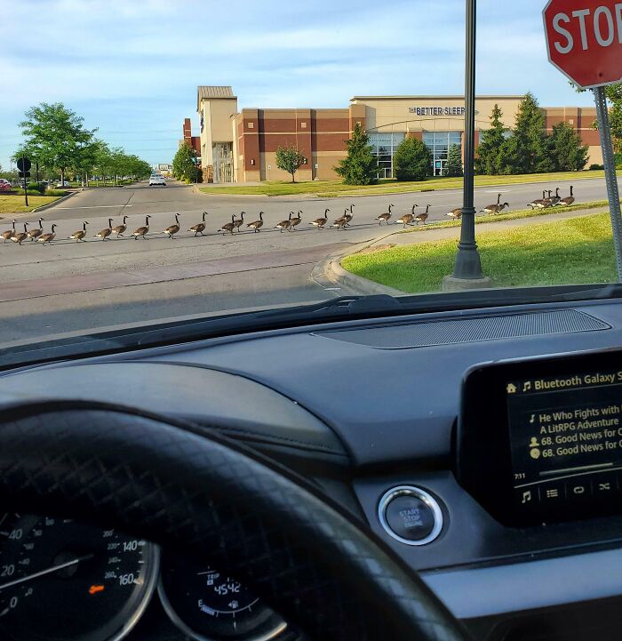 Late To Work Due To An Unscheduled Parade