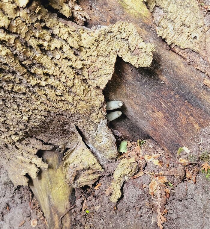 Hongo "dedos de muerto", encontrado en Canadá