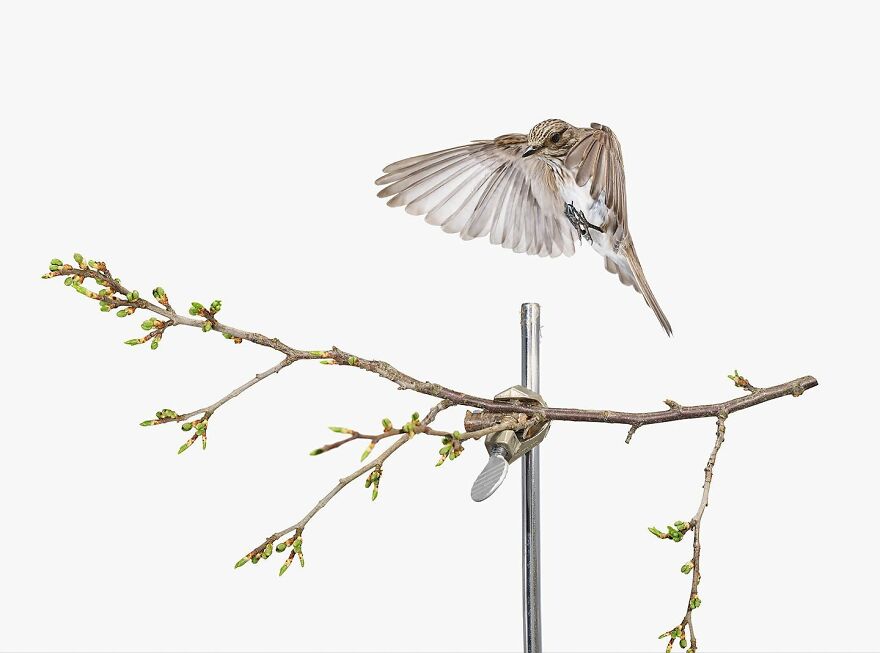 Meet The Artistry And Science Behind Sanna Kannisto’s Bird Portraits