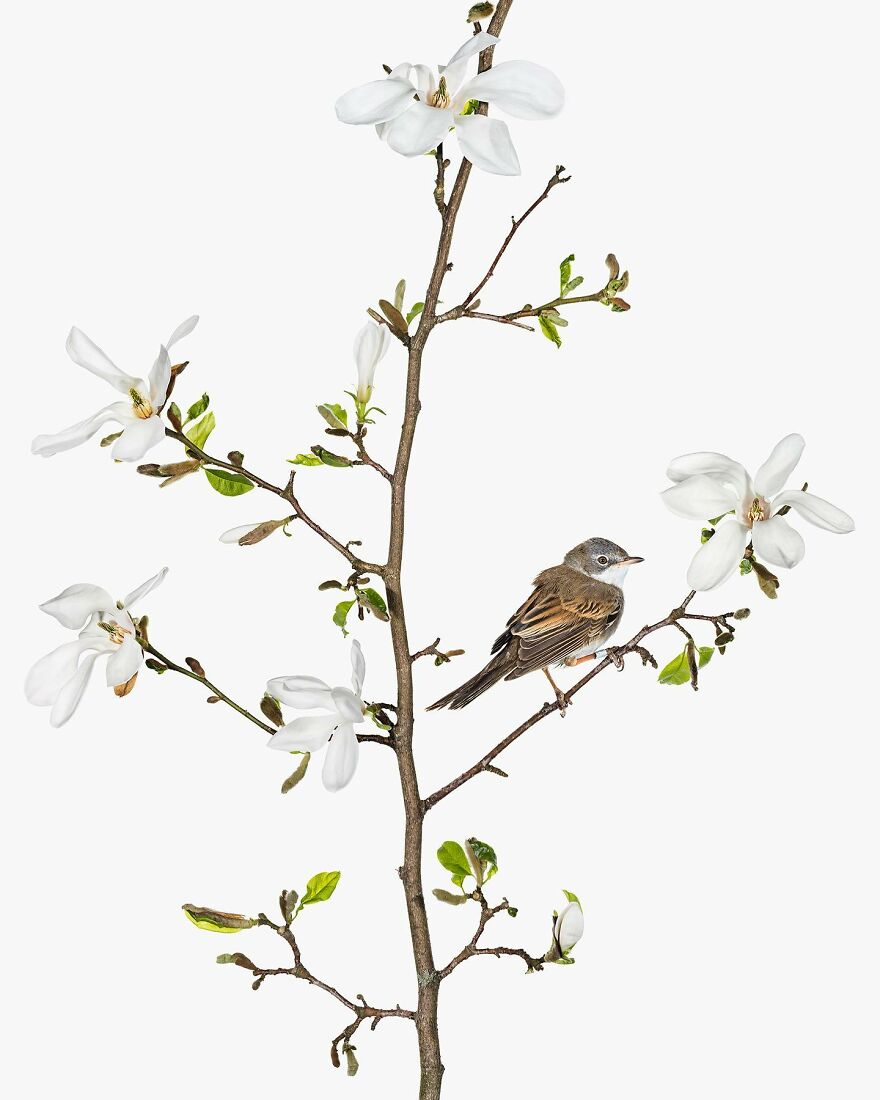 Meet The Artistry And Science Behind Sanna Kannisto’s Bird Portraits