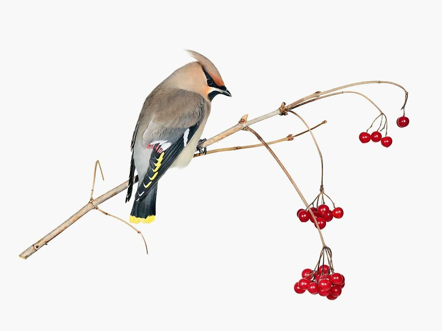 Meet The Artistry And Science Behind Sanna Kannisto’s Bird Portraits