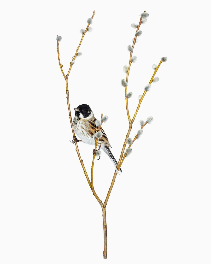 Meet The Artistry And Science Behind Sanna Kannisto’s Bird Portraits