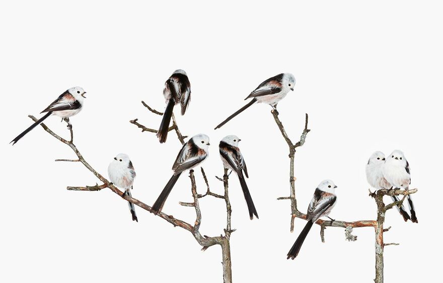 Meet The Artistry And Science Behind Sanna Kannisto’s Bird Portraits