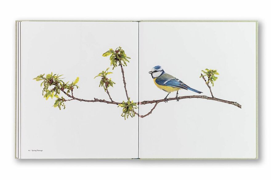 Meet The Artistry And Science Behind Sanna Kannisto’s Bird Portraits