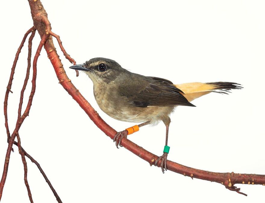 Meet The Artistry And Science Behind Sanna Kannisto’s Bird Portraits