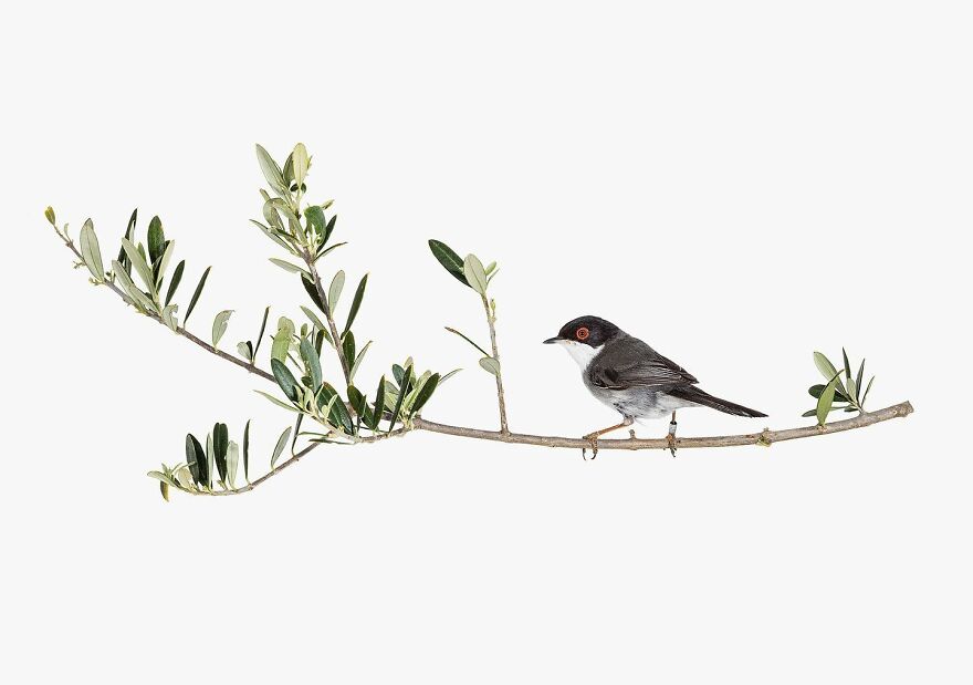 Meet The Artistry And Science Behind Sanna Kannisto’s Bird Portraits