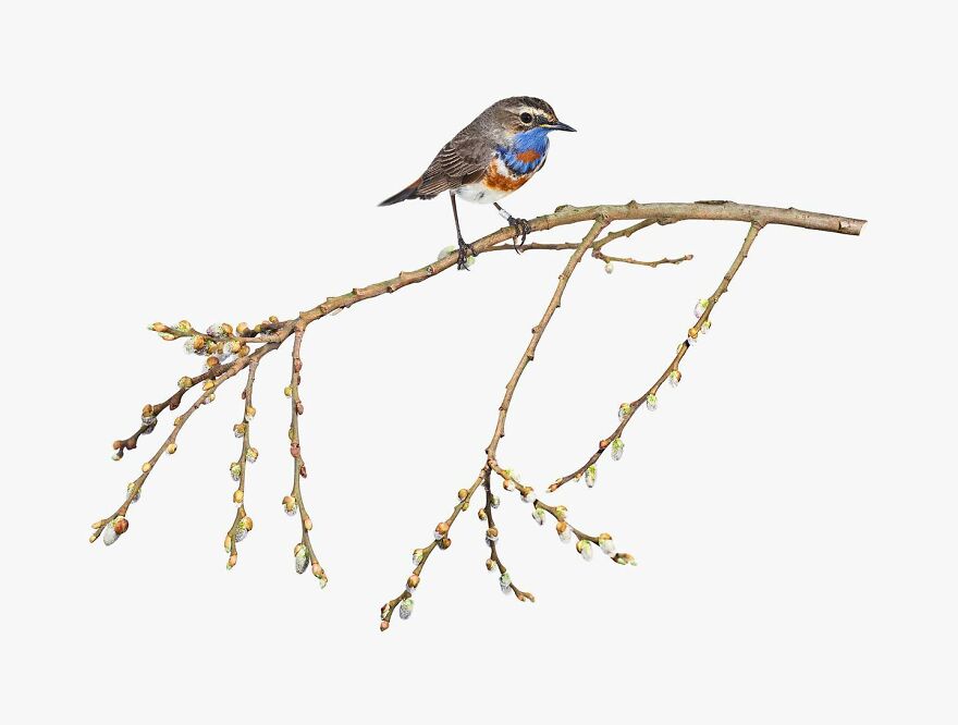 Meet The Artistry And Science Behind Sanna Kannisto’s Bird Portraits