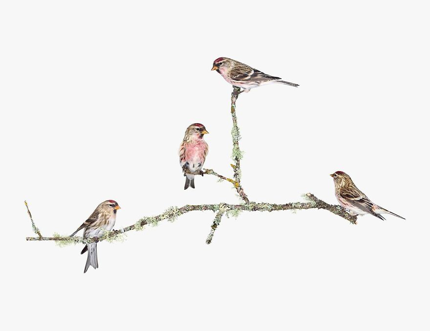 Meet The Artistry And Science Behind Sanna Kannisto’s Bird Portraits