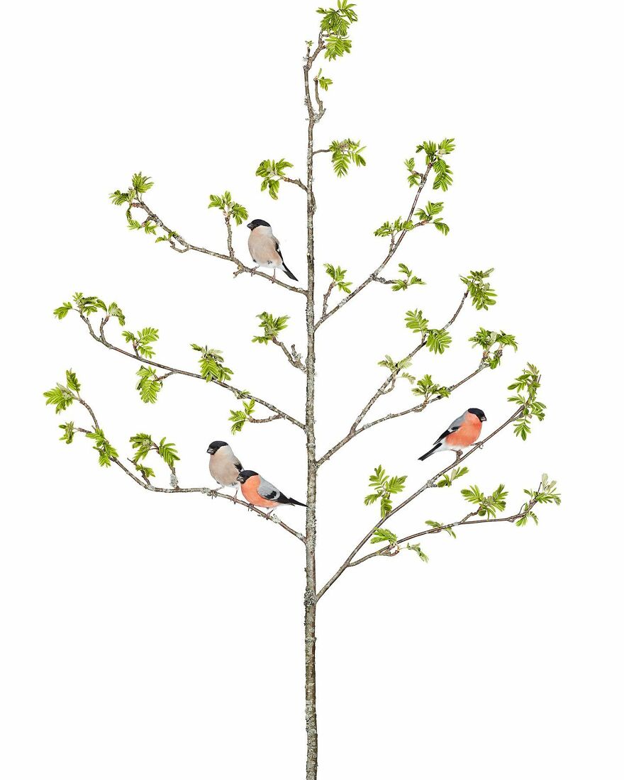 Meet The Artistry And Science Behind Sanna Kannisto’s Bird Portraits