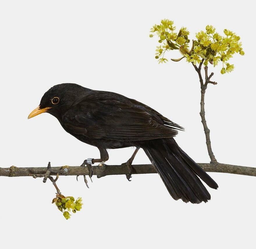 Meet The Artistry And Science Behind Sanna Kannisto’s Bird Portraits