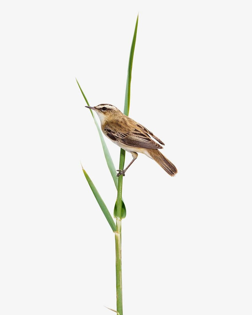 Meet The Artistry And Science Behind Sanna Kannisto’s Bird Portraits