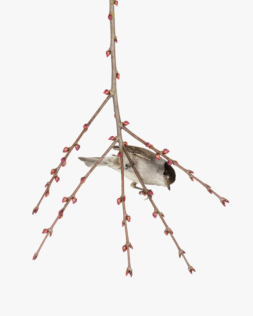 Meet The Artistry And Science Behind Sanna Kannisto’s Bird Portraits