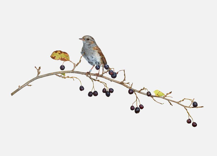 Meet The Artistry And Science Behind Sanna Kannisto’s Bird Portraits