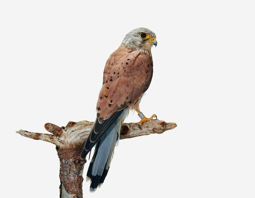 Meet The Artistry And Science Behind Sanna Kannisto’s Bird Portraits