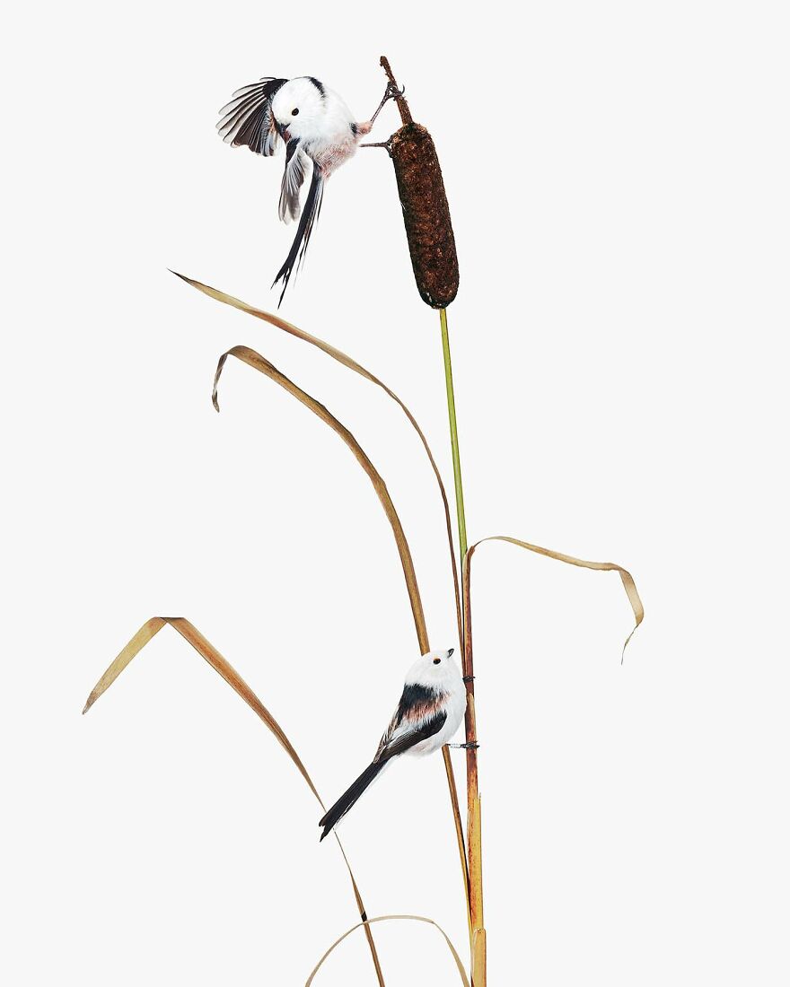 Meet The Artistry And Science Behind Sanna Kannisto’s Bird Portraits