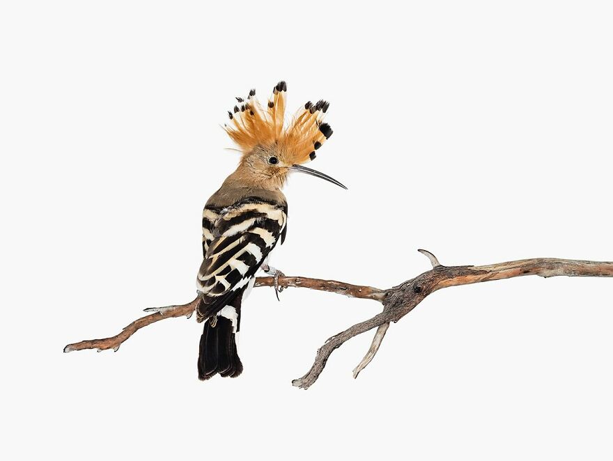 Meet The Artistry And Science Behind Sanna Kannisto’s Bird Portraits