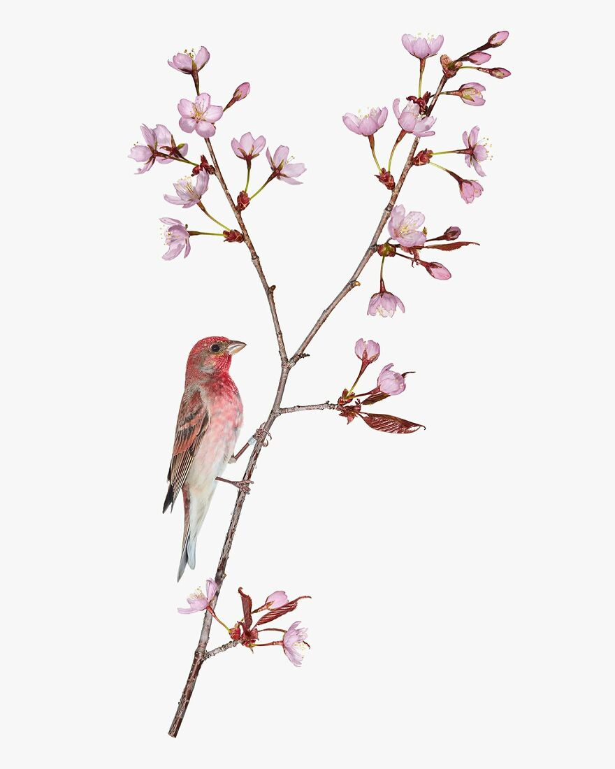 Meet The Artistry And Science Behind Sanna Kannisto’s Bird Portraits