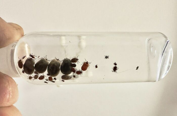 I Removed 62 Ticks From Our Two Dogs After Two Days Of Hiking. A Lot Of Small Ones Were Behind Those Fat Ones, Couldn't Capture Them All In A Photo