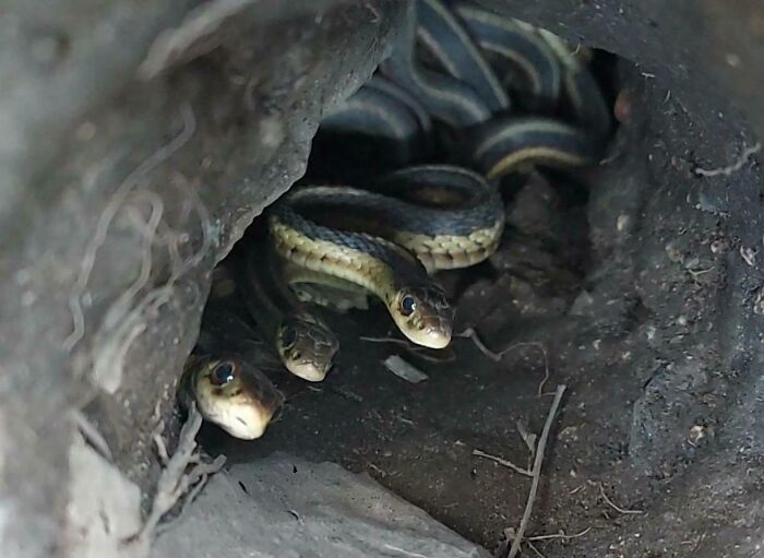 Underground Nest Of Garter Snakes At A Friend's House