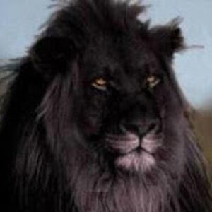 dorothybluetear avatar